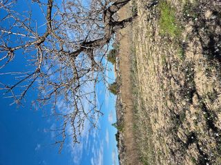 Terreno en venta en Bullas