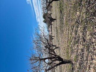 Terreno en venta en Bullas