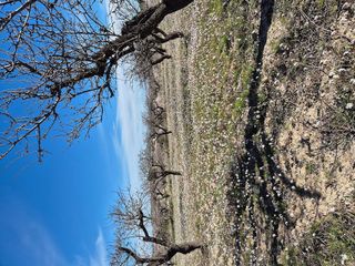 Terreno en venta en Bullas