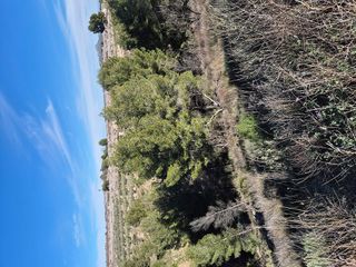 Terreno en venta en Bullas