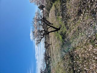 Terreno en venta en Bullas