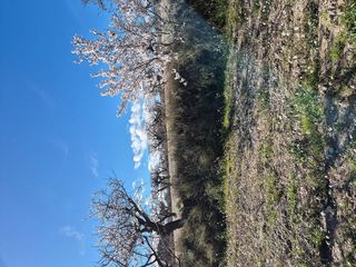 Terreno en venta en Bullas