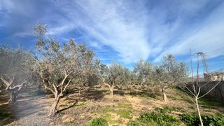 Cuidado de perros en casa con 5000 m de parcela.