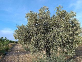Casa rural en venta en Yecla