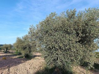 Casa rural en venta en Yecla