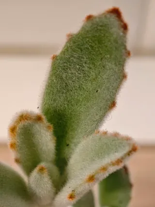 Kalanchoe Tomentosa Planta Suculenta