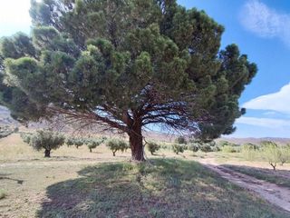Casa rural en venta en Yecla