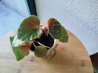 Planta Begonia