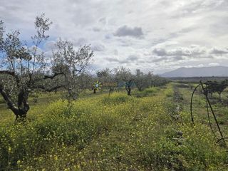 Terreno en venta en Benigánim