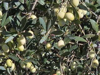 Terreno en venta en Benigánim