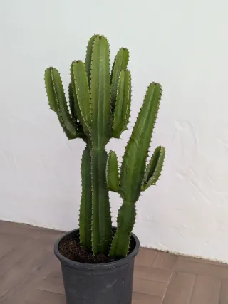 Cactus Euphorbia Decoración
