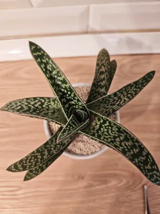 Planta Gasteria