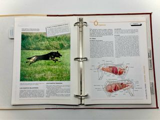 Archivador << Mis Amigos los Perros >>