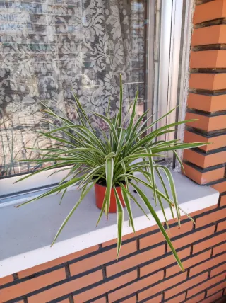 Planta de interior verde y blanca.