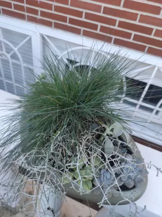 Centro de mesa decorativo de plantas