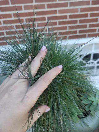 Centro de mesa decorativo de plantas