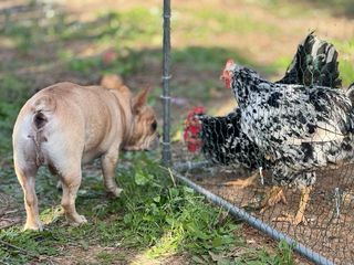 Cuidado de perros en parcela 5000m²