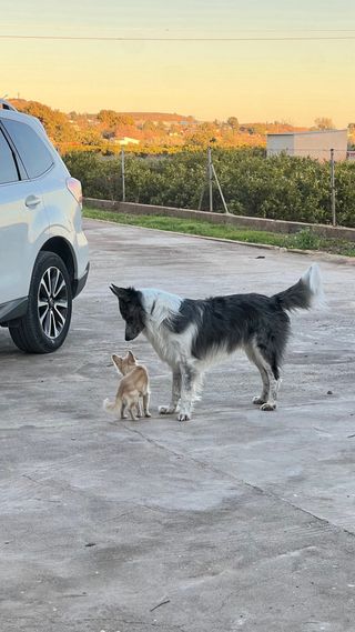 Cuidado de perros en parcela 5000m²
