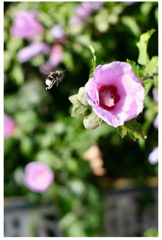 Objetivo Meike 25mm f1.8 Fujifilm X