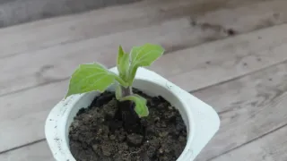 Planta de Yacón Ecológica Smallanthus propagulo