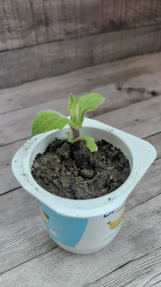 Planta de Yacón Ecológica Smallanthus propagulo