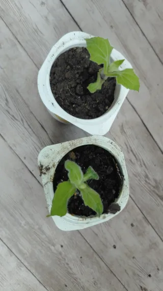 Planta de Yacón Ecológica Smallanthus propagulo