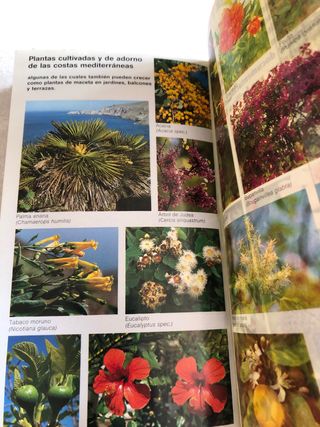 Libro Plantas del mediterraneo