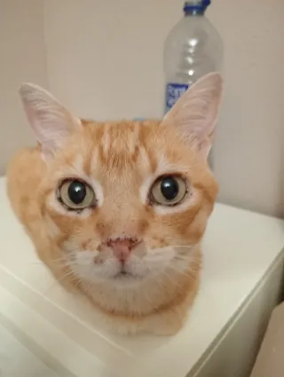 Specialized Turbo Levo,talla M ,