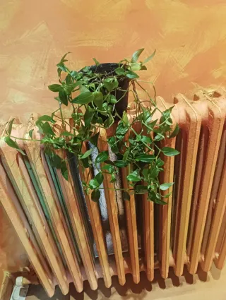 Planta cinta verde 4€ cada una