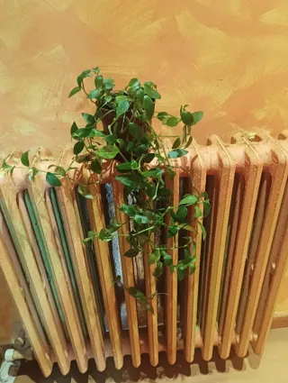 Planta cinta verde 4€ cada una