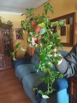 Planta cinta verde 4€ cada una