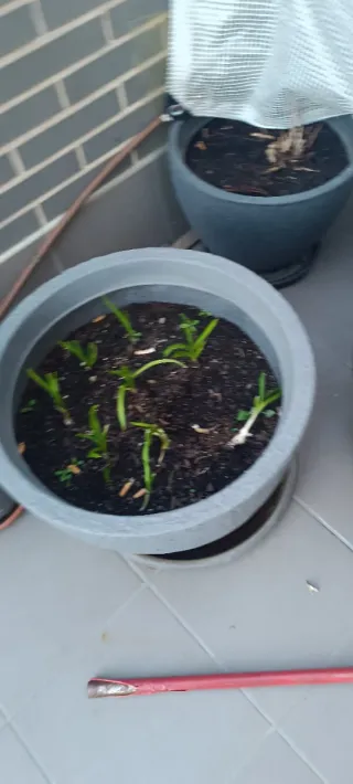 Macetas de plástico variadas