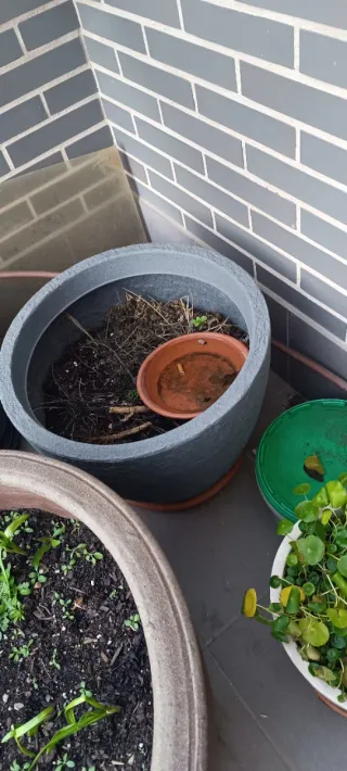 Macetas de plástico variadas