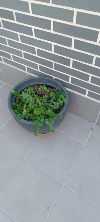 Macetas de plástico variadas