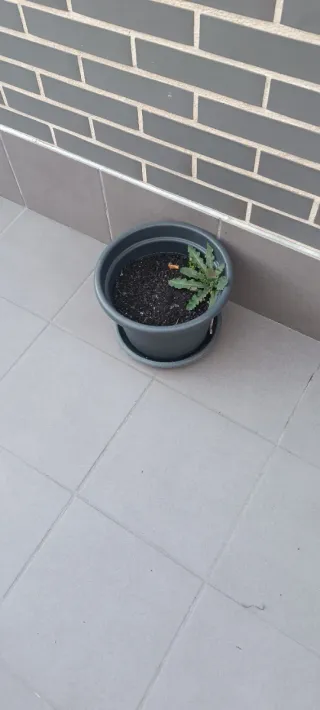 Macetas de plástico variadas