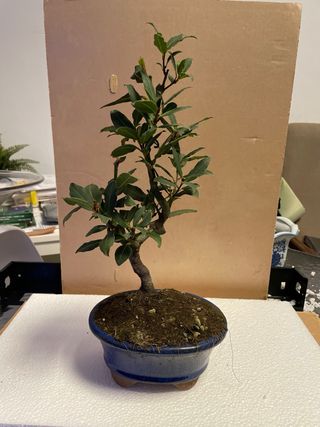 Bonsái Laurel nobilis de 9 años,maceta esmaltesmal