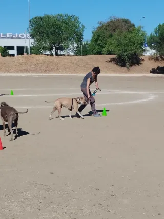 Adiestramiento canino y socialización