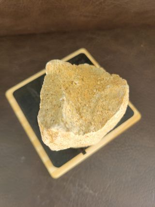 Fósil Dinosaurio Sauropodo S-024