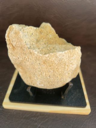 Fósil Dinosaurio Sauropodo S-024