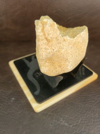 Fósil Dinosaurio Sauropodo S-024