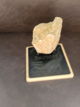 Fósil Dinosaurio Sauropodo S-024