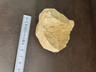 Fósil Dinosaurio Sauropodo S-024