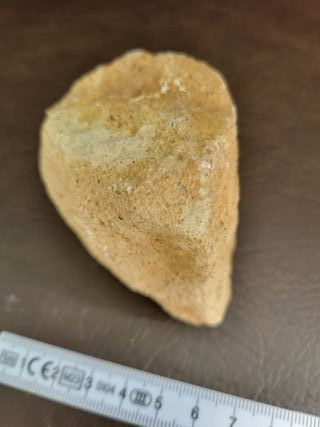 Fósil Dinosaurio Sauropodo S-024