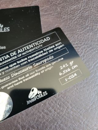 Fósil Dinosaurio Sauropodo S-024