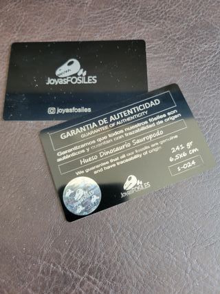 Fósil Dinosaurio Sauropodo S-024