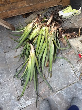 Planta Aloe Vera de canarias