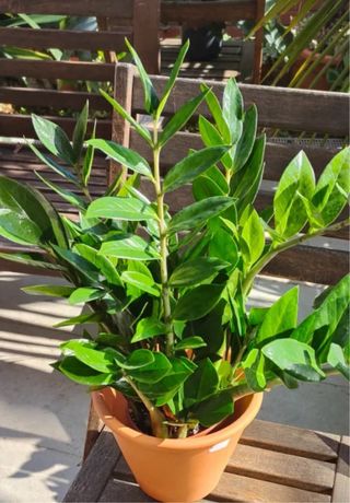 Planta Zamioculca Zamifolia con Maceta