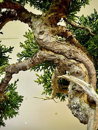 Bonsái Juniperus Kishu