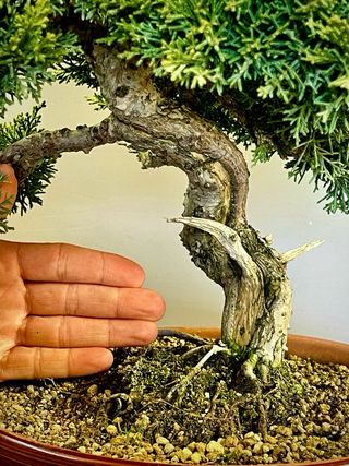 Bonsái Juniperus Kishu