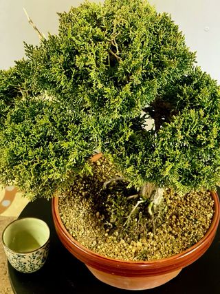 Bonsái Juniperus Kishu
